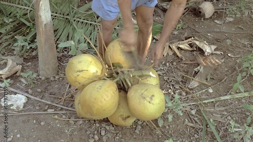 Coconut seller chopping stalks from a bunch of coconuts with his hatchet ( close up )