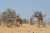 Girafffe in Africa 