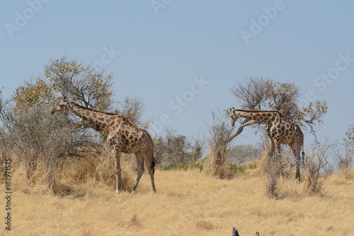 Girafffe in Africa 