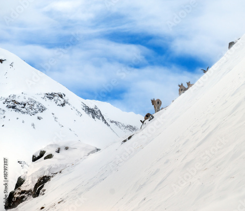 Mountain goats in mountains Elbrus on Caucasus