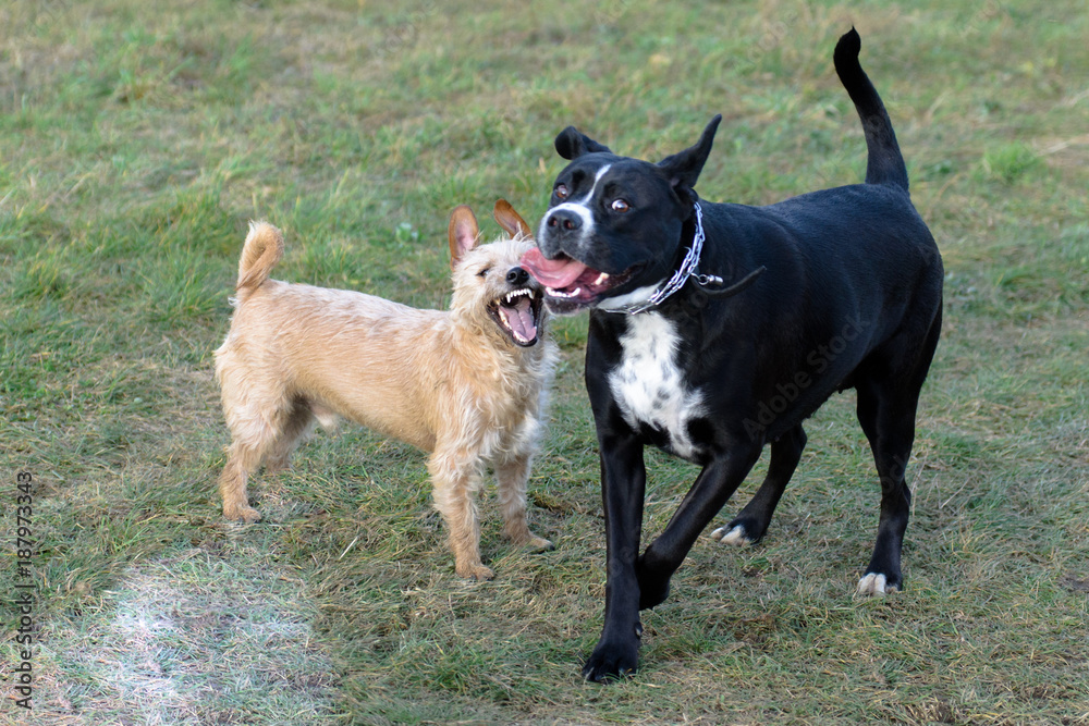 A young, playful dog Jack Russell terrier runs meadow in autumn with a another big black dog. A young, playful dog Jack Russell terrier runs meadow in autumn with a another big black dog.