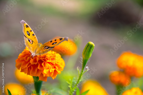 Orange, Black  Butterfly, Marigold Flower, Eye Spots © Kumod
