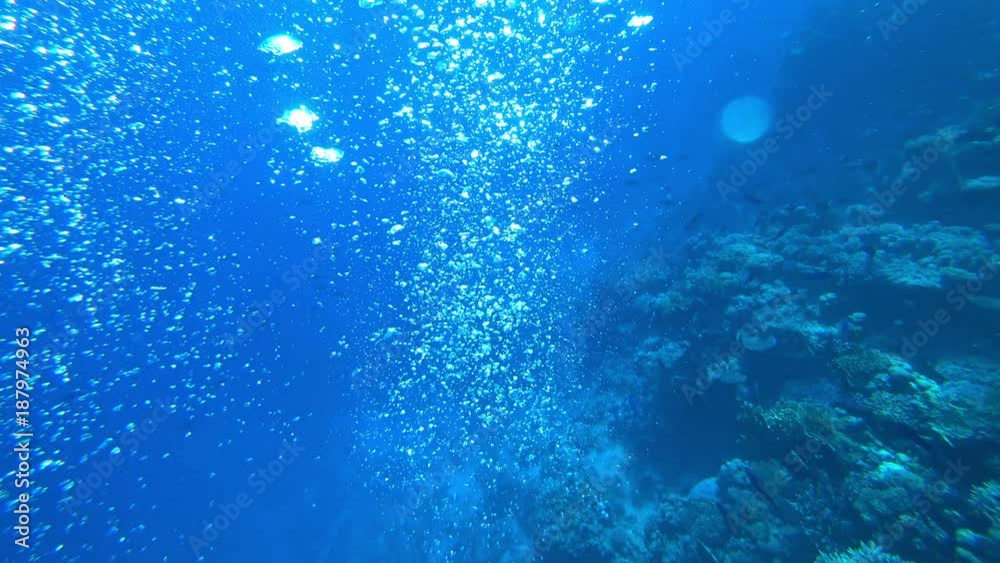 divers under the water divers under the water