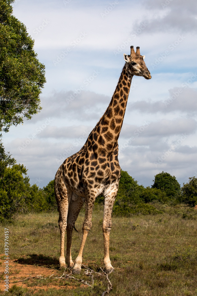 Obraz premium Profile view of Giraffe standing in Savannah