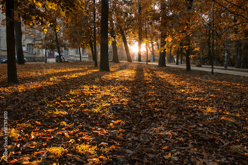 Beautiful autumn park