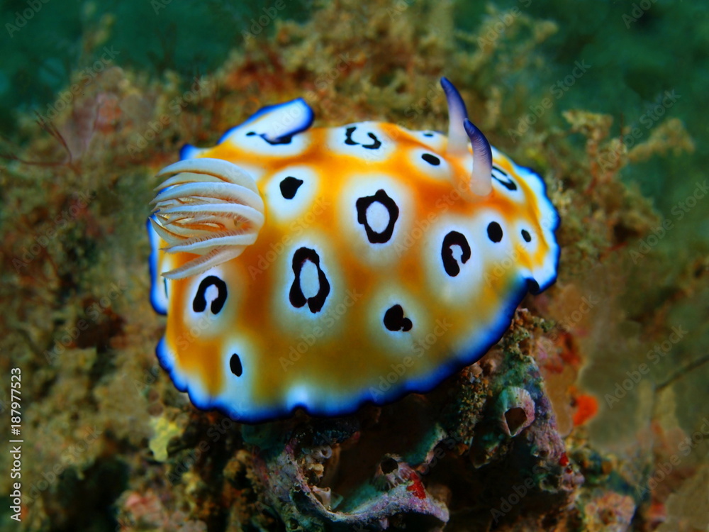 True sea slug