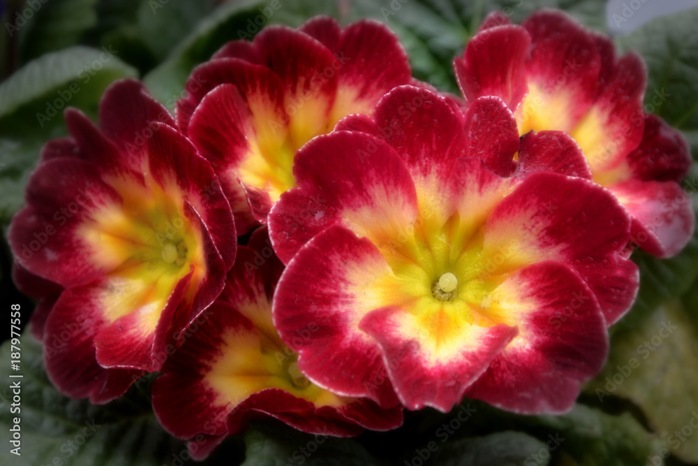 flowers flowers