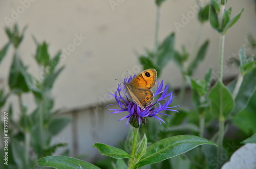 PAPILLON MEGERE LASIOMMATA MEGERA BOURGOGNE FRANCE