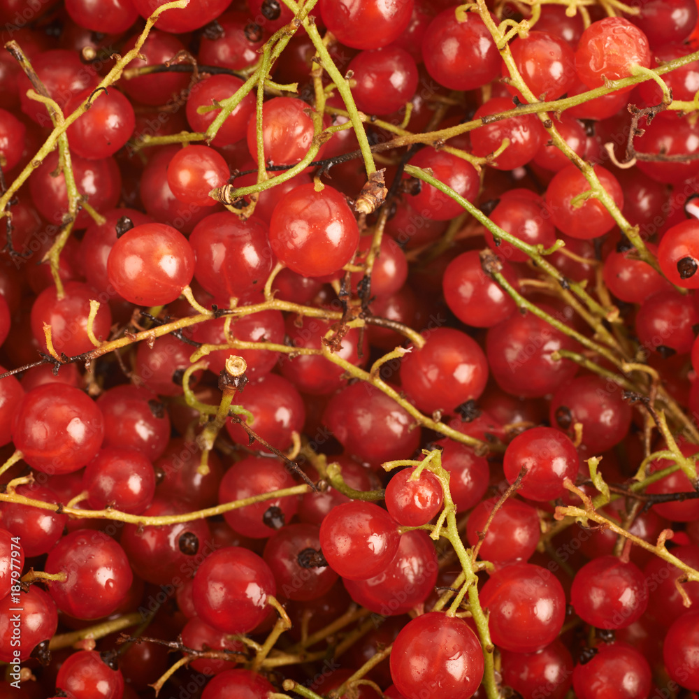 Surface covered with the red currant Surface covered with the red currant