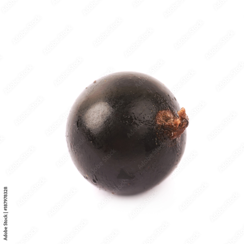 Single black currant berry isolated Single black currant berry isolated