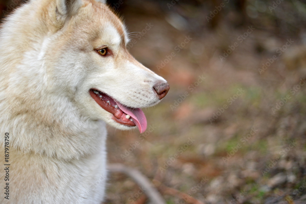 the red-haired Husky dog walks on the street. Man and dog Siberian huskies concept. young man with his dog sitting on street in the park. the red-haired Husky dog walks on the street. Man and dog Siberian huskies concept. young man with his dog sitting on street in the park.