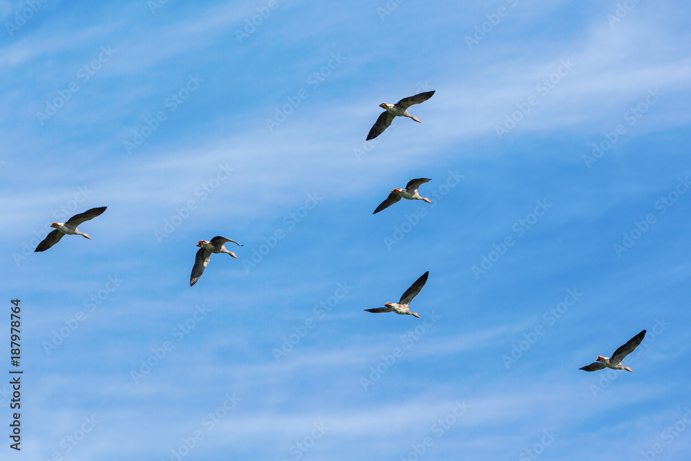 Flock with greylag geese flying in the sky