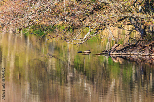 Sandpiper at the waters edge © Lars Johansson