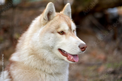 the red-haired Husky dog walks on the street. Man and dog Siberian huskies concept. young man with his dog sitting on street in the park.