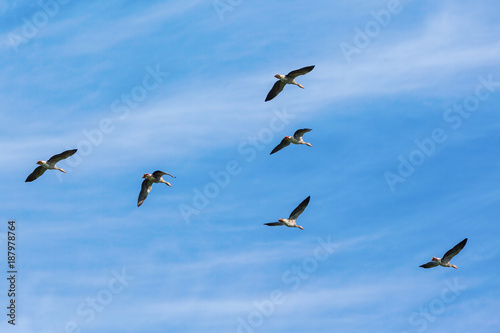 Flock with greylag geese flying in the sky © Lars Johansson