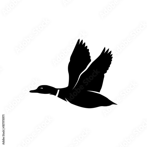 Fotografia, Obraz flying duck vector silhouette