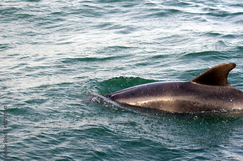 Fototapeta premium Delfine