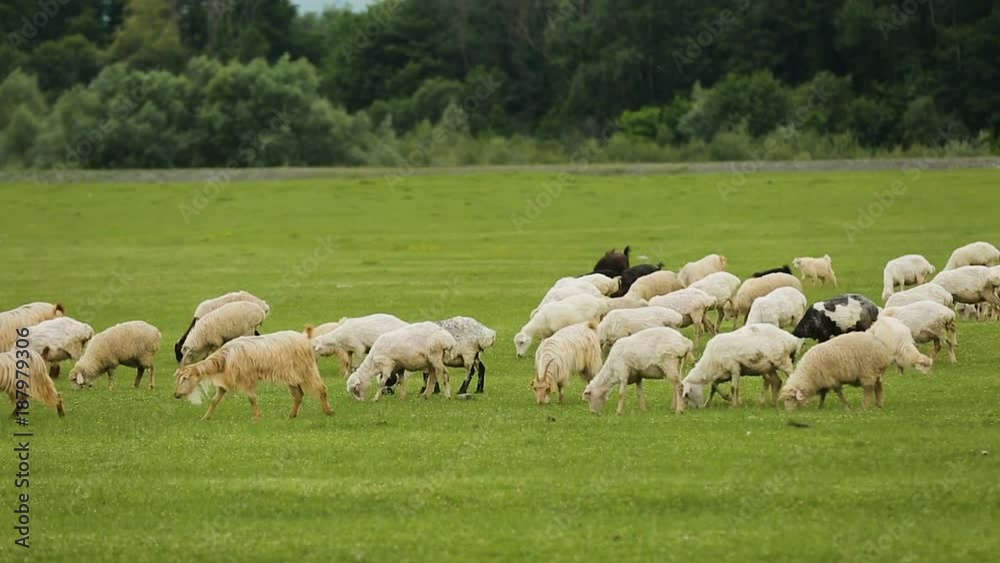Flock of fluffy sheep and goats grazing in meadow eating juicy vitaminized grass Flock of fluffy sheep and goats grazing in meadow eating juicy vitaminized grass