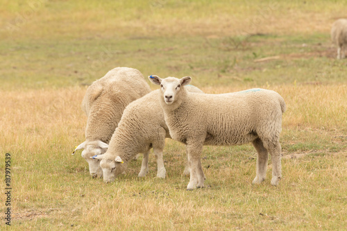 Three baby sheep on dry green glass, farm animal