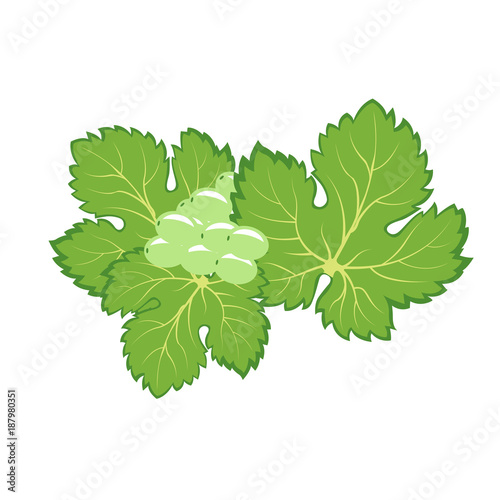 Vine and bunch of grapes with leaves - vineyard concept