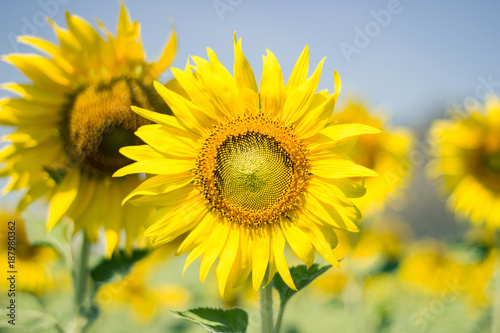Closeup Beautiful of a Sunflower or Helianthus in Sunflower Field  Bright yellow sunflower Lopburi  Thailandnd