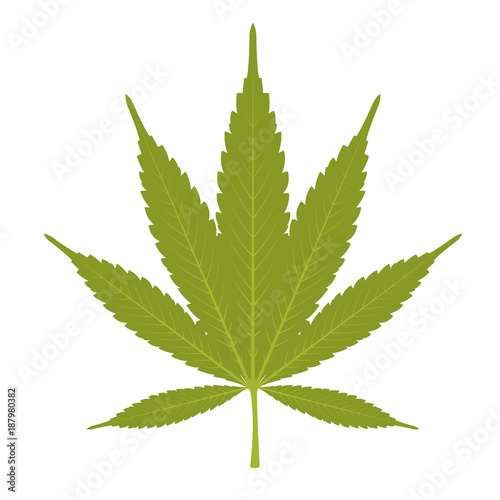 Leaf of marijuana - cannabis on white background
