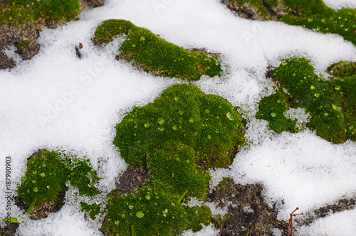 Fluffy green moss on the background of melted snow © Mikhail Yakovenko