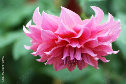 Beautiful pink dahlia blooming in green garden background