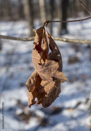 Dried Oak Leaf Cluster in Winter © brandtbolding