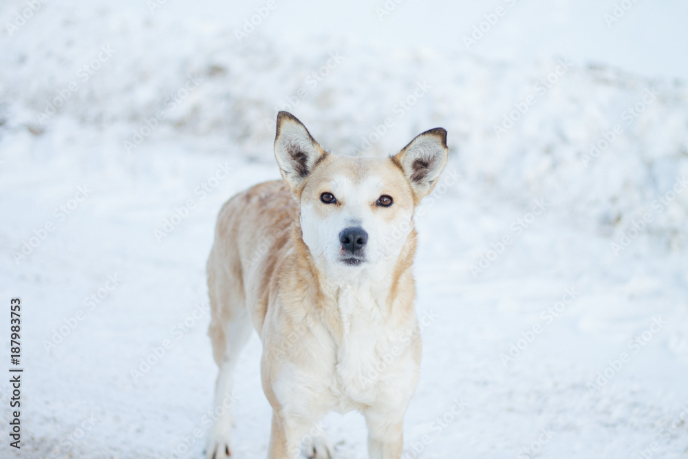 yellow dog stands on the snow in winter white all around