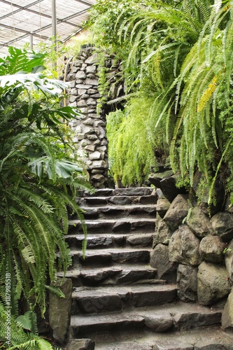 Stone steps in the lush garden