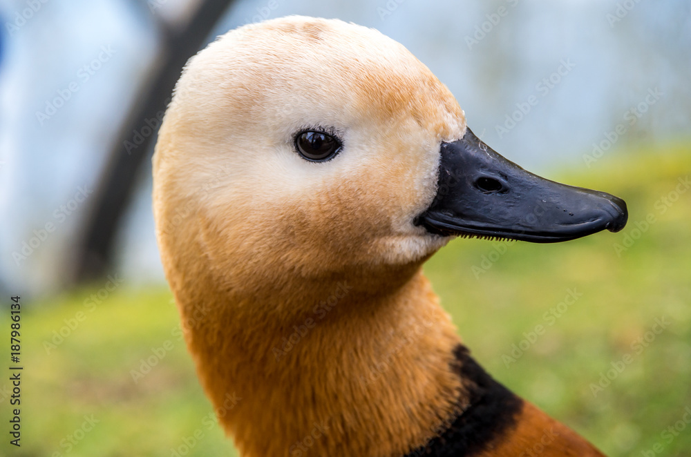 Duck Duck