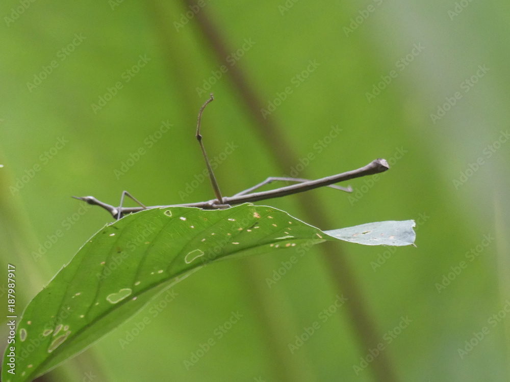 En Amazonie au Pérou En Amazonie au Pérou
