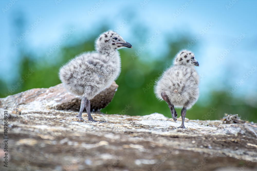 Obraz premium A pair of young seagull chicks testing on their legs on the rocky shoreline.
