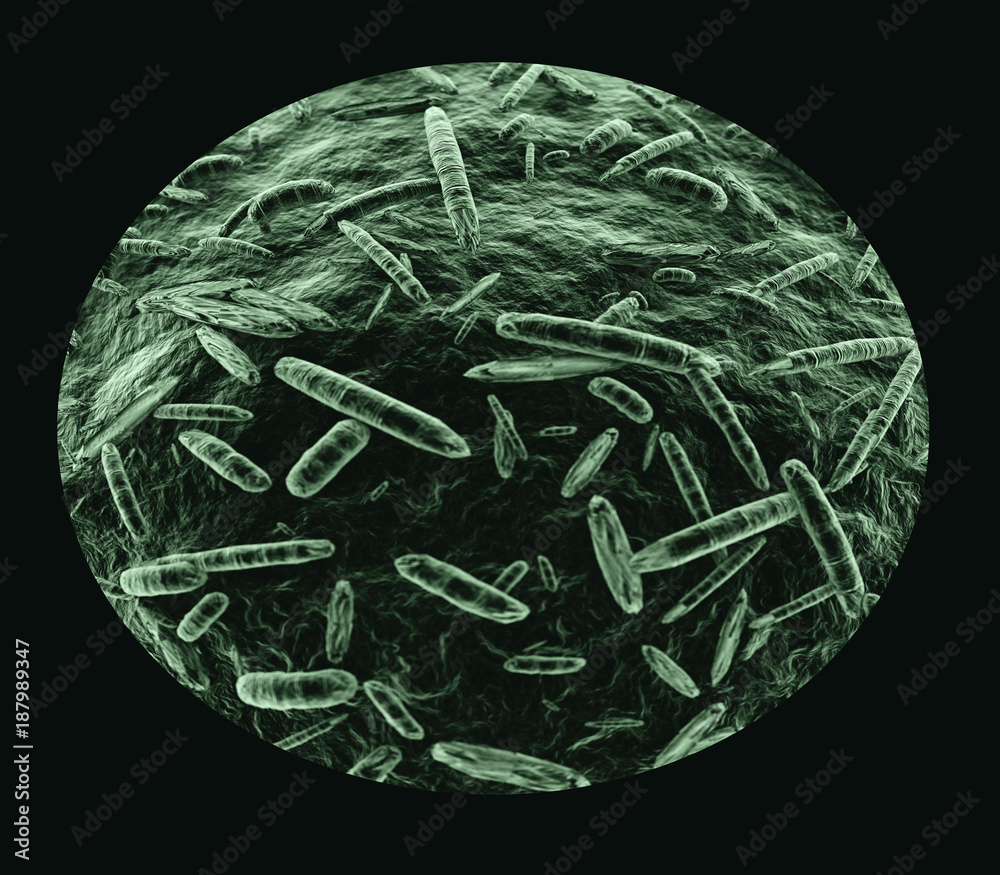 auktion F.Kr. kop Bakterien unter dem Mikroskop Stock-illustrasjon | Adobe Stock