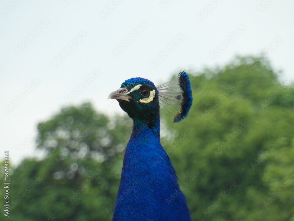 Proud Peacock in Lazienki park in Warsaw, Poland Proud Peacock in Lazienki park in Warsaw, Poland