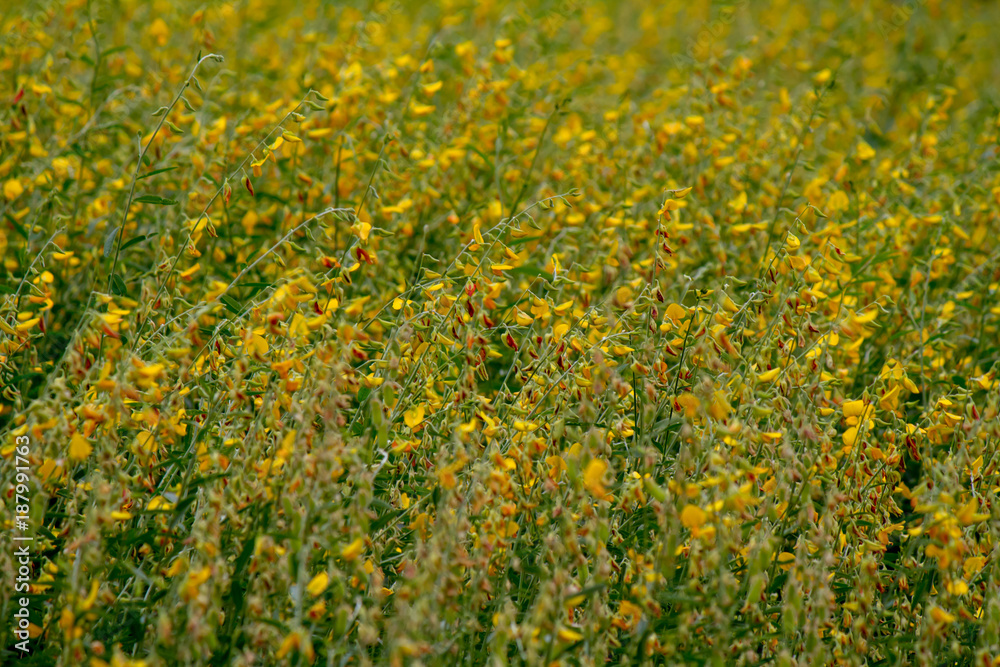 Obraz premium yellow and brown flower,CROTALARIA JUNCEA, SunHemp field in a sunshine day, asia,Thailand ,Agriculture
