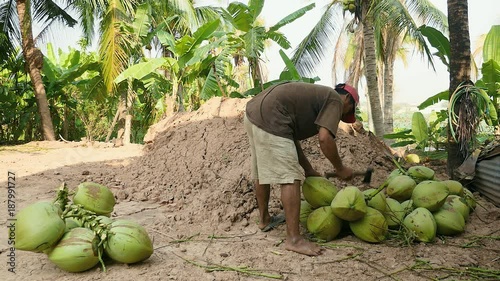 coconut seller chopping stalks from bunches of coconuts with his hatchet under palm trees