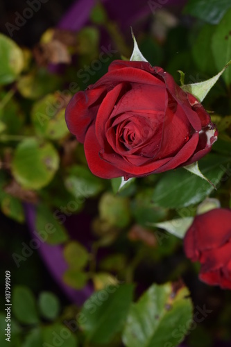 Rote Rose von oben