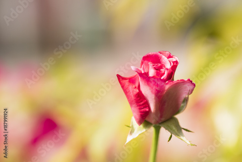 Beutiful pink rose in the morning