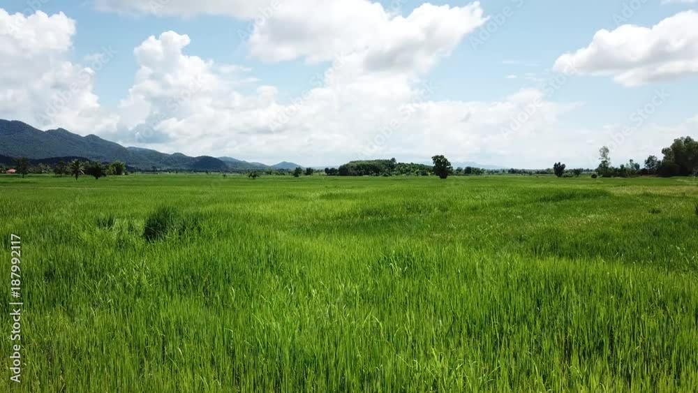 Aerial view from a drone of green rice field in Thailand
Aerial view from a drone of green rice field in Thailand