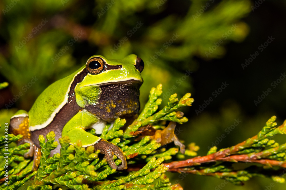 Fototapeta premium A close up of a Pine Barrens Tree Frog
