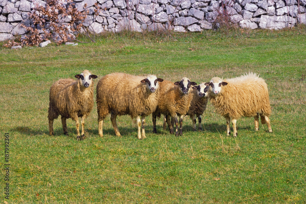 Fototapeta premium Sheep group portrait in the pasture. Bosnia and Herzegovina
