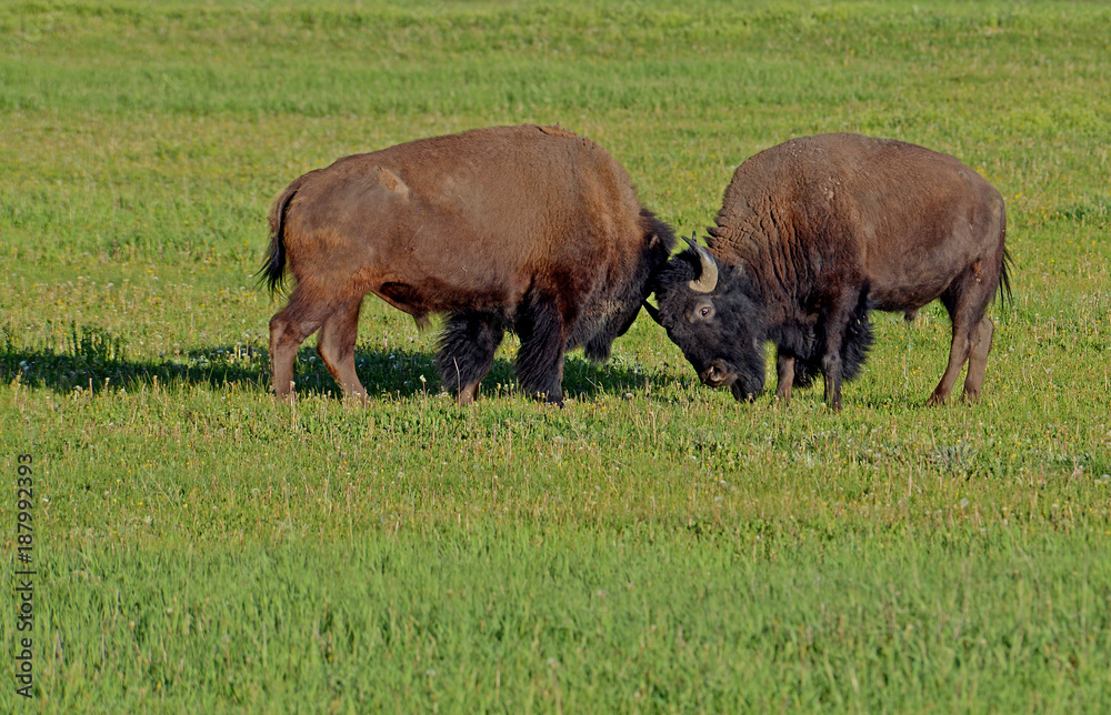 Two young Bison in green grass trying to learn fighting.