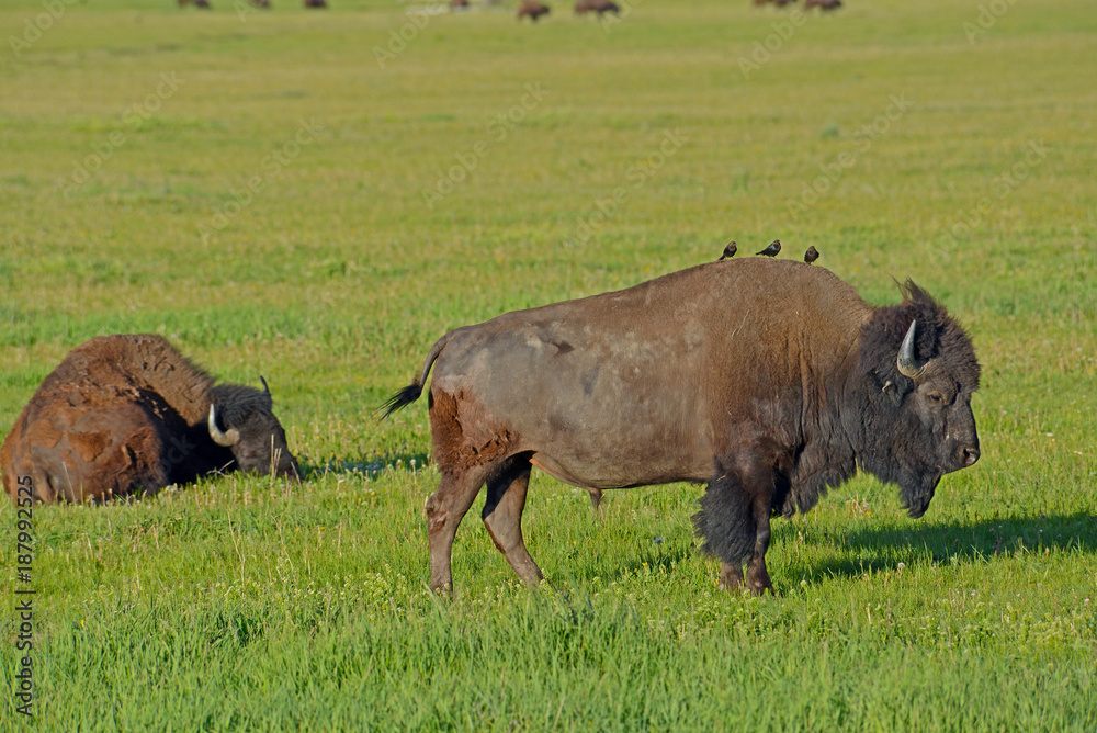 Cowbirds ride around on the back of a sleepy Bison.