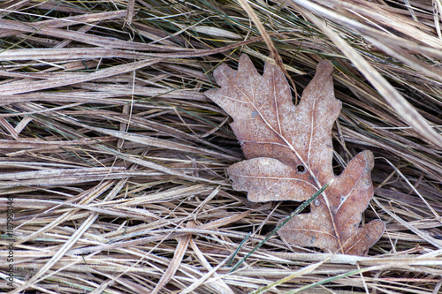 Frozen oak leaf in forest. Top view. © mylisa