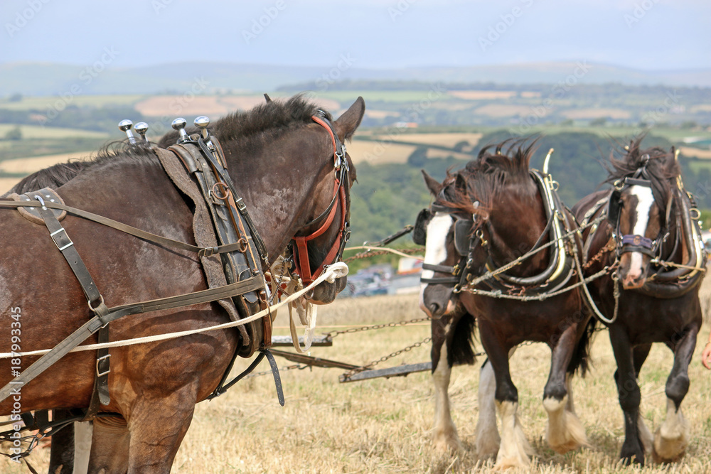 Shire horses ploughing