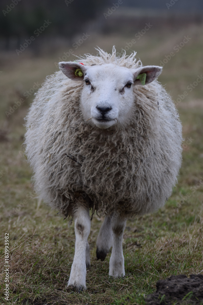 Sheep close-up in the meadow in the netherlands Sheep close-up in the meadow in the netherlands