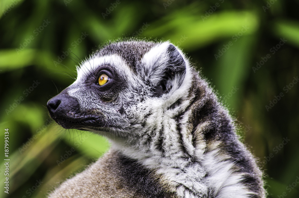 Fototapeta premium Lemur