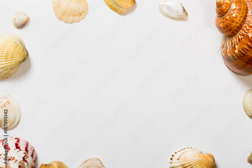 A white sheet of paper with seashells . Blank labels A white sheet of paper with seashells . Blank labels